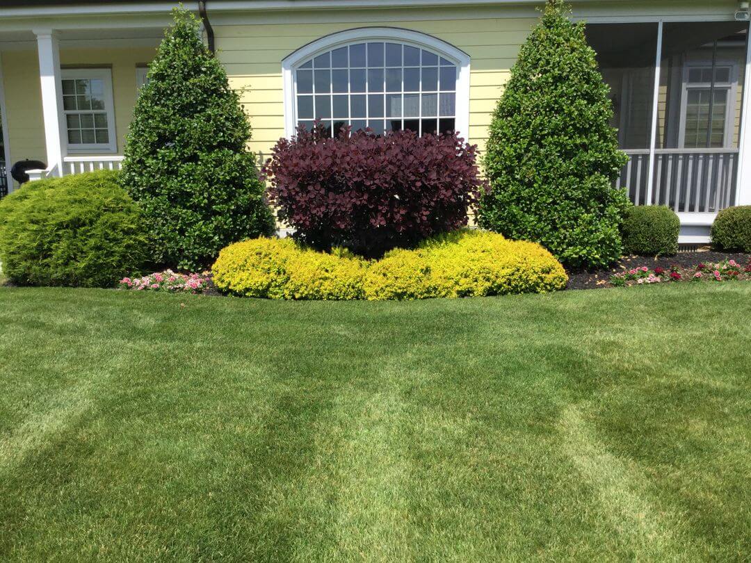 shrub-care