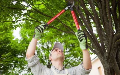 Seasonal Shrub and Tree Care Tips That Actually Work